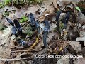 Tolypocladium ophioglossoides-amf524-1